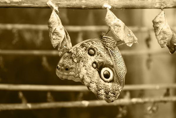 London Zoo Moth